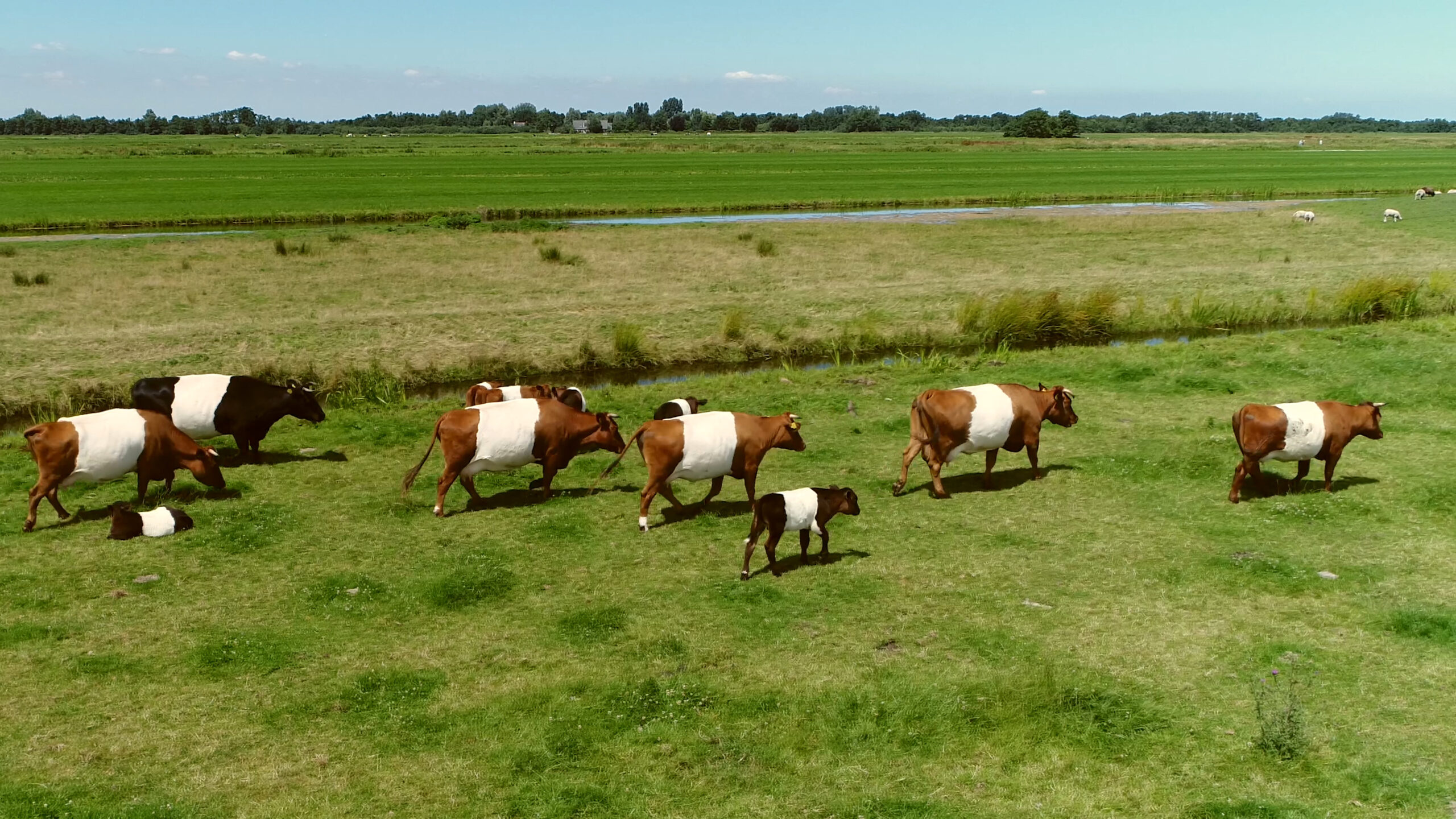 boerderijdieren